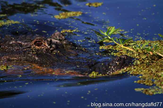 美国短吻鳄 美国短吻鳄