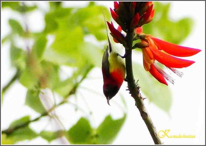成都来了鈥溙裟疋潯菊掌