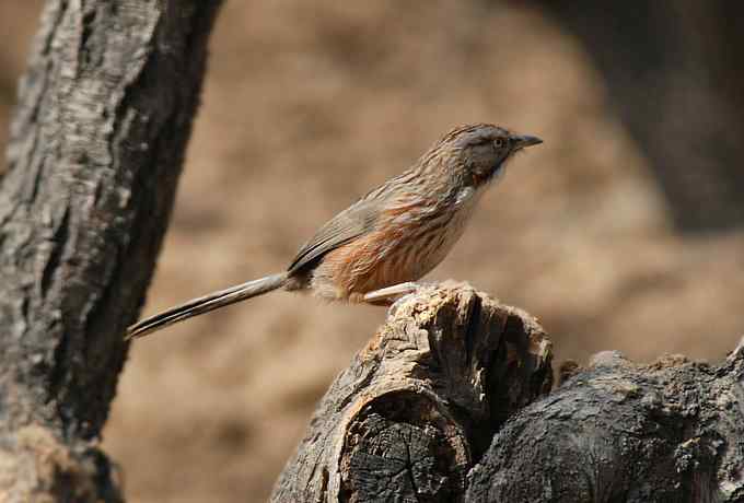 三只小鸟 wbr满园春色