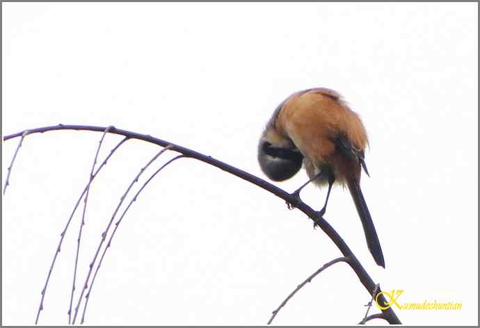 天冷了，鸟越来越少！【照片】