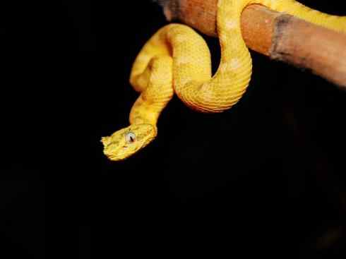 龙：传说的兽原型探秘（响尾蛇类）