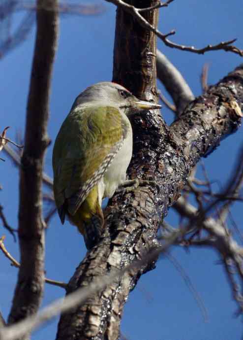 香奔得儿木 香奔得儿木