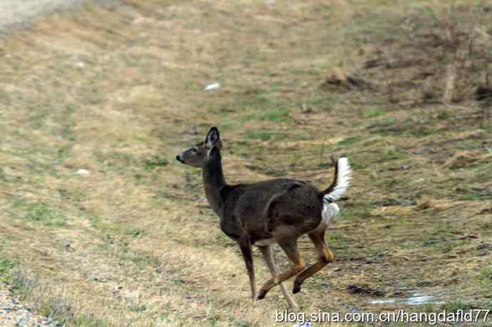 野鹿过马路