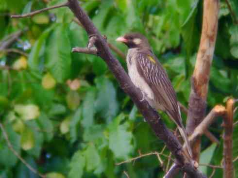 十大喜食蜂蜜动物：黑喉响蜜鴷