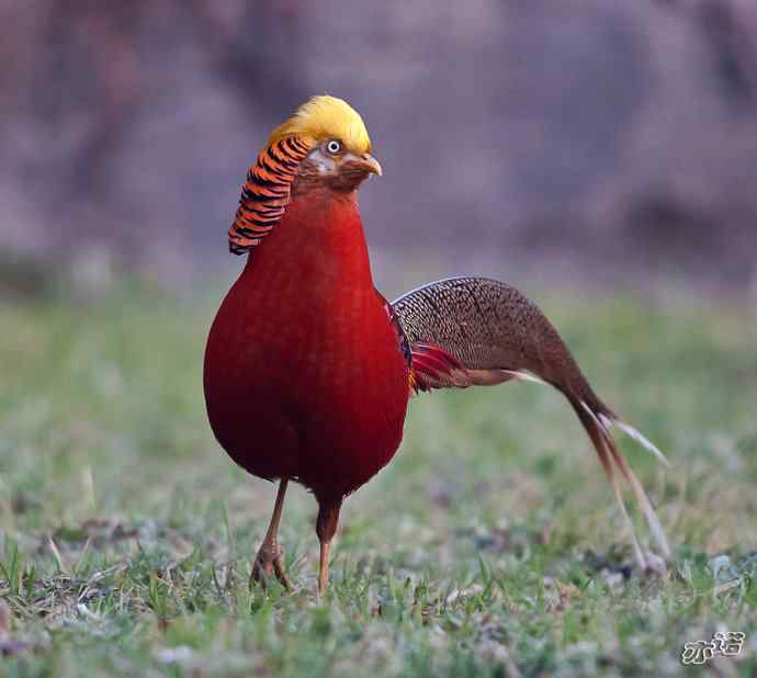 红腹锦鸡 wbr路 wbr有望当选为国鸟的鸟 红腹锦鸡 wbr路 wbr有望当选为国鸟的鸟