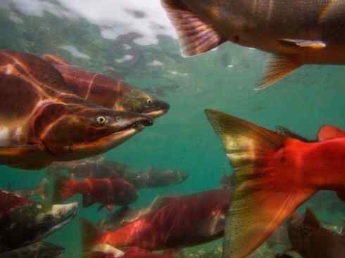 自然奇观：动物大迁徙(大马哈鱼)