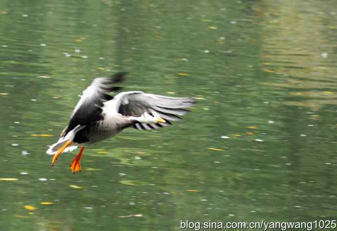 斑头雁（抓拍）3