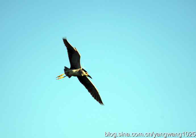 只有一只夜鹭（奥林匹克公园纪实）