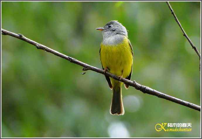 小鸟鈥湻轿阐l鈥潯菊掌