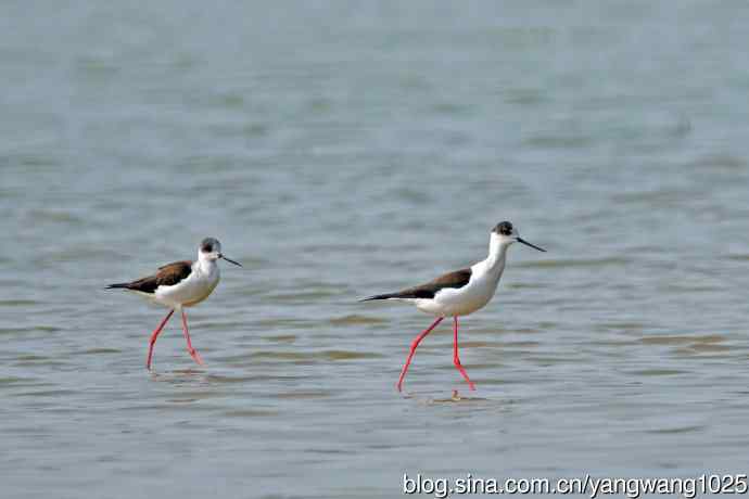 北京南海子公园的鸟类——黑翅长脚鹬（8）