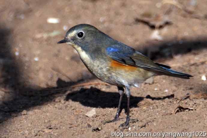 雄性红肋蓝尾鸲 wbr2