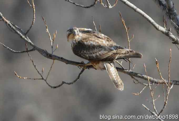 白河峡谷：鹮嘴儿小猫拍不够