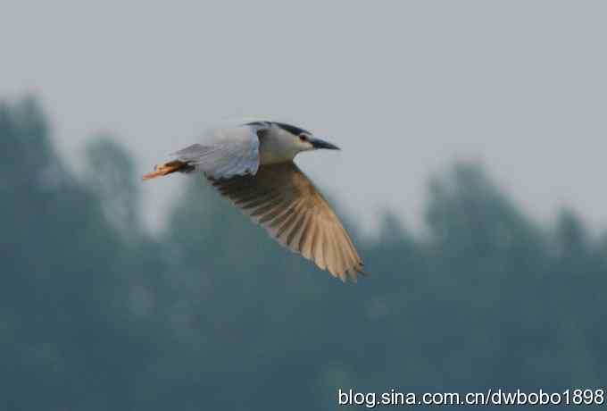 夜鹭玩酷池鹭大快朵颐
