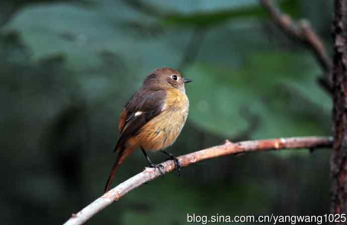 雌性北红尾鸲（10）