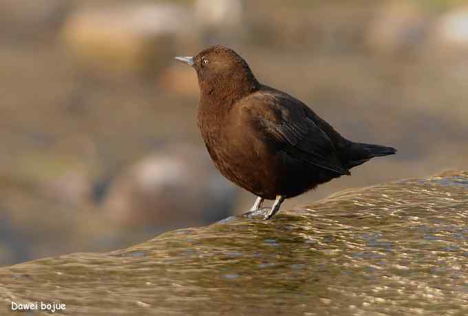 白河湾.夕阳.褐河乌