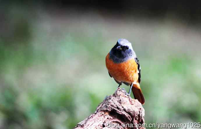 雄性北红尾鸲（18）