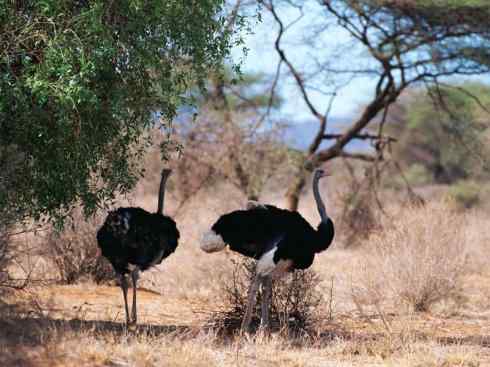 家禽驯化之源之十二