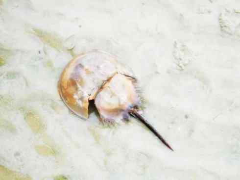 自然奇观：动物大迁徙(鲎)