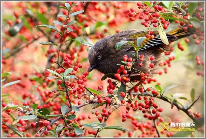 噪鹛系列之二：橙翅噪鹛【照片】