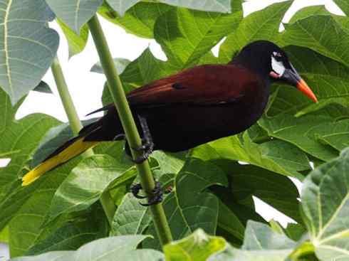 奇特的盔：拟椋鸟