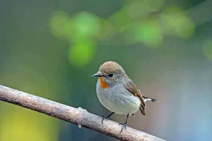 雄性红喉姬鹟（9）