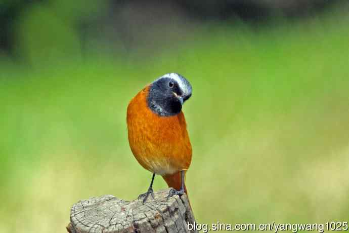 雄性北红尾鸲（34）