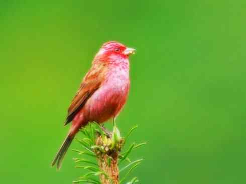 美丽无罪：雀鸟之雀类