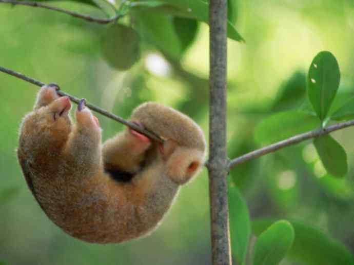 盘点十二大著名食蚁动物:食蚁兽 盘点十二大著名食蚁动物:食蚁兽