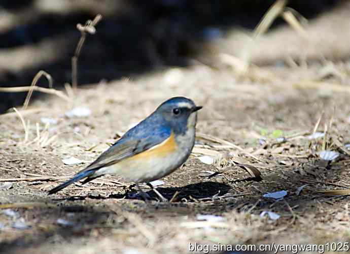 自然和谐的日坛公园（雄性红胁蓝尾鸲）