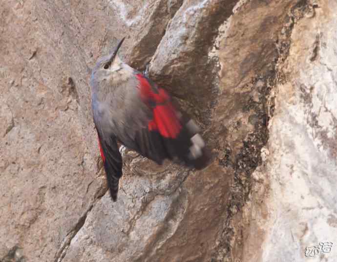 永定河峡谷 wbr路 wbr红翅旋壁雀 永定河峡谷 wbr路 wbr红翅旋壁雀