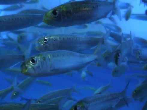 自然奇观：动物大迁徙(沙丁鱼)