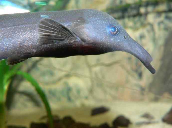 鱼类活化石：裸臀鱼