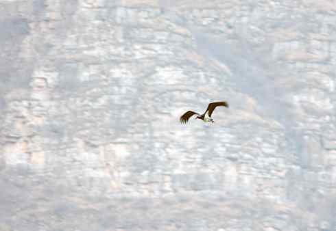 五百分之八的黑鹳