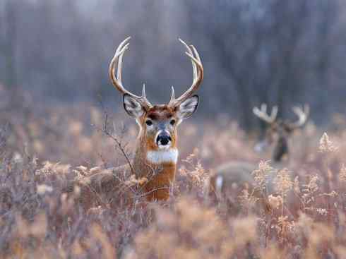 麒麟：传说的兽原型探秘（白尾鹿）
