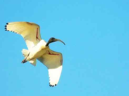 猎奇：奇特的鸟喙之八(朱鹮、白鹮、彩鹮)