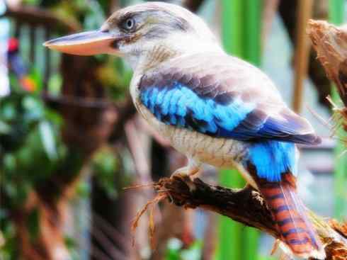 天生猎手：非猛禽类猎手之二（雀鸟也是屠夫——伯劳）