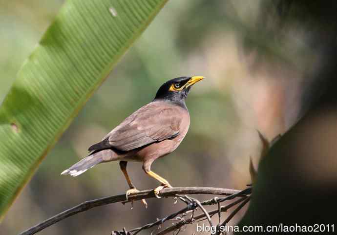 尼泊尔的鸟鈥斺敿野烁