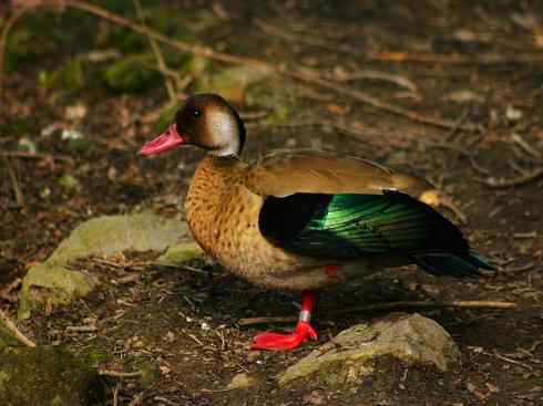 欣赏：美丽的栖鸭2