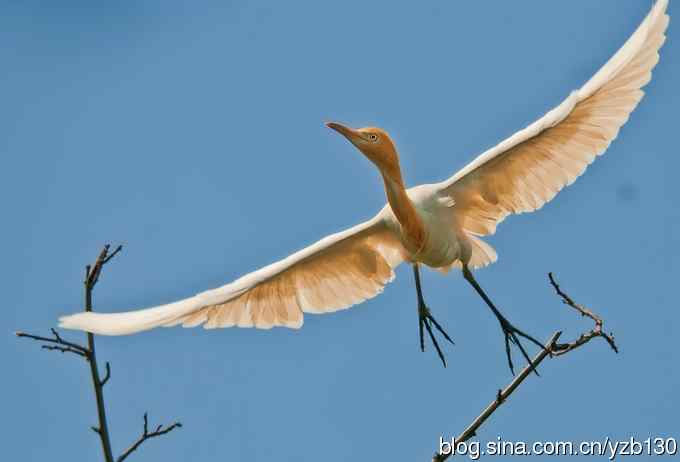 飞版牛背鹭集锦（组图，12张图片）