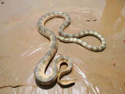 龙：传说的兽原型探秘（海蛇类）