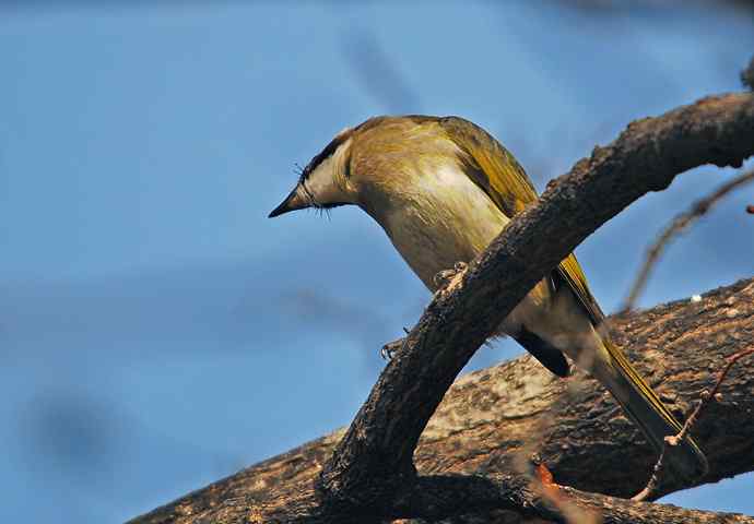 北京植物园赏鸟（六），白头鹎（组图）