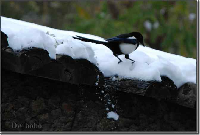 点击图片或使用键盘← →翻页
