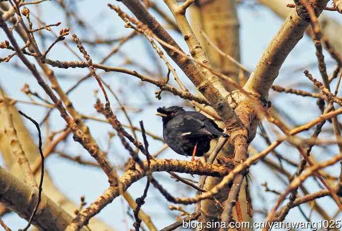 杂片（斑鸫与八哥）随拍