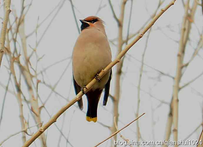 大太平.小太平(植物园) 大太平.小太平(植物园)