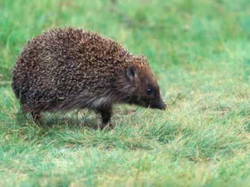 动物世界:山寨还是原创之三 动物世界:山寨还是原创之三