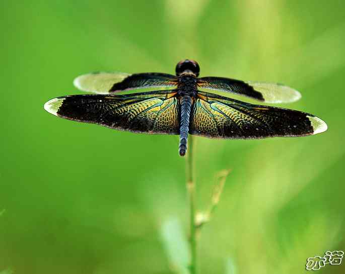 圆明园&nbsp;wbr路&nbsp;wbr黑丽翅蜻鈥斺敽商裂蘧