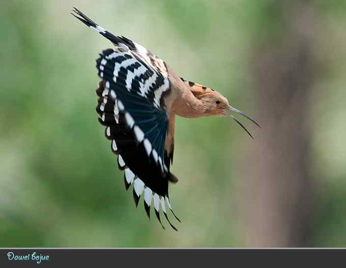 又到戴胜育雏时