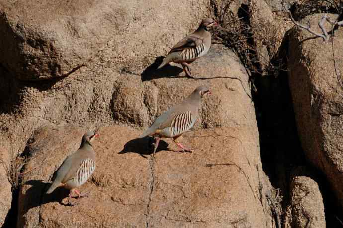 山岩上的石鸡★ 山岩上的石鸡★