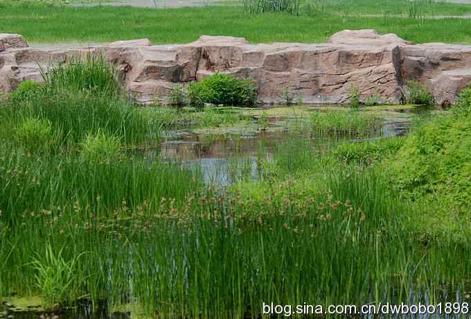 翠鸟欢鸣怀沙河