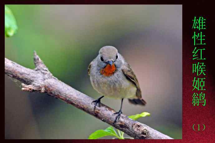 雄性红喉姬鹟（1）